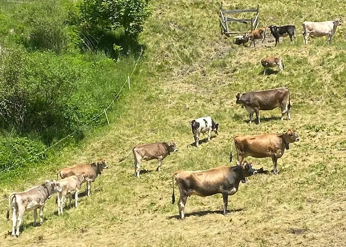 Apartmán Cedae Meia *